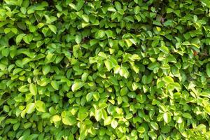 full frame Banyan Tree or Ficus annulata background and texture photo