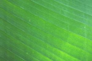 fondo y textura de hoja de plátano verde fresco foto