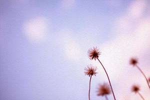 Dry flowers grass on purple color background photo