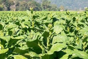 Leaves and flower of tobacco on framland photo