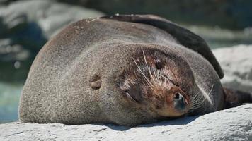 lobo marino duerme en una roca durante la mañana en la playa de kaikoura, isla del sur video