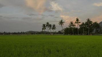 timelapse belle rizière verte avec arc-en-ciel video