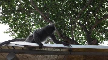 scimmia foglia d'argento gioca sul tetto del kuala selangor. video