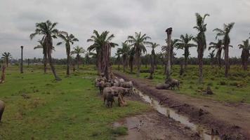 Aerial buffaloes stay near dried oil palm trees. video