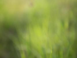 Abstract background and texture of green nature on grass filed photo