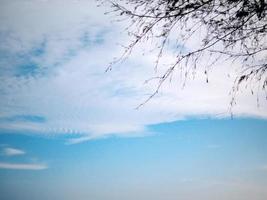 parte de la rama de pino y nubes en el cielo azul foto