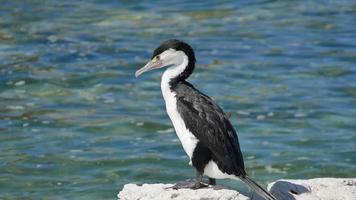 pied shag stand auf dem felsen bei kaikoura, südinsel, neuseeland video