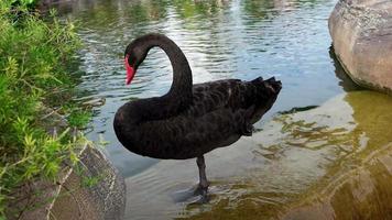 el cisne negro nadando en el estanque de agua video