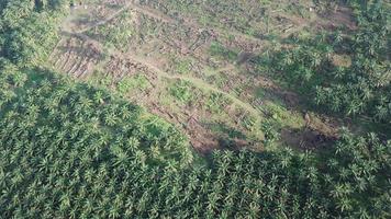 vista aérea despeje la tierra para la plantación en malasia, sudeste de asia. video