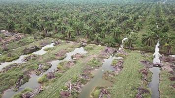 garças de vista aérea voam para longe. video