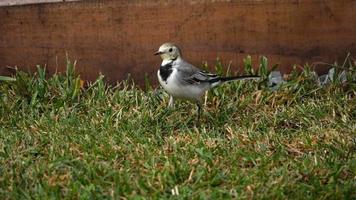 um pequeno pássaro alvéola branca, motacilla alba, andando em um gramado verde e comendo insetos video