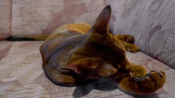 Abyssinian cat washes lying on beige sofa