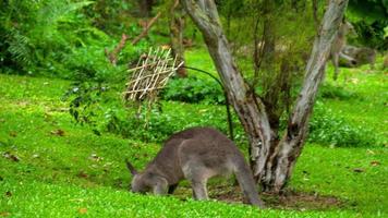 Wild grey kangaroo eating grass on a safari park video