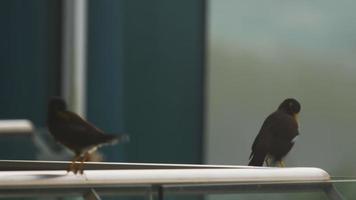 dois pássaros myna comuns -acridotheres tristis- empoleirando-se e lavando-se em uma grade de varanda de hotel em phuket. video