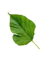 Mulberry leave isolated with clipping paths photo