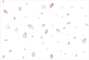 Sakura petals background. Cherry petals backdrop vector