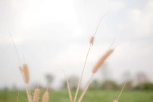 Dry grass flowers in the green nature photo