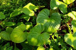 Abstract background and texture of plant leave photo