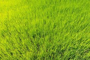 vista superior de las plantas de arroz en el campo verde foto
