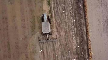 los pájaros de la grúa siguen la parte trasera del tractor en el trabajo arando en el campo de arroz de malasia. video