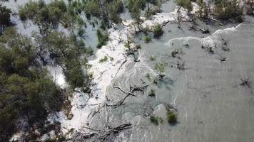 árvore de mangue vive na areia branca em tanjung piandang, perak. video