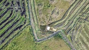 Aerial view harvester machine at rice paddy field at Malaysia. video