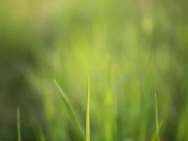 Blurred background and texture of grass filed in green nature photo