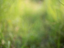 Blurred background and texture of grass filed photo