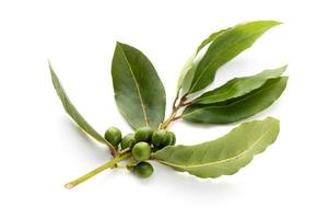 Fresh bay laurel twig with seeds isolated on white background. Laurus nobilis photo