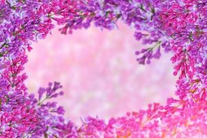 Bright and colorful flowers lilac photo