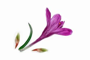 Spring flower crocus isolated on white background. photo