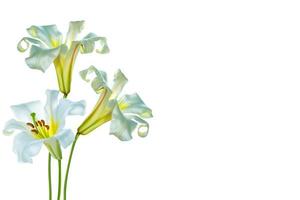 Bright lily flowers isolated on white background. photo