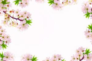 Flowering branch of cherry isolated on a white background. photo