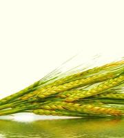 wheat ears isolated on white background. photo