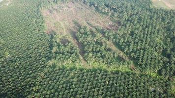 Fly over the land clearing of oil palm plantation at Malaysia, Southeast Asia.