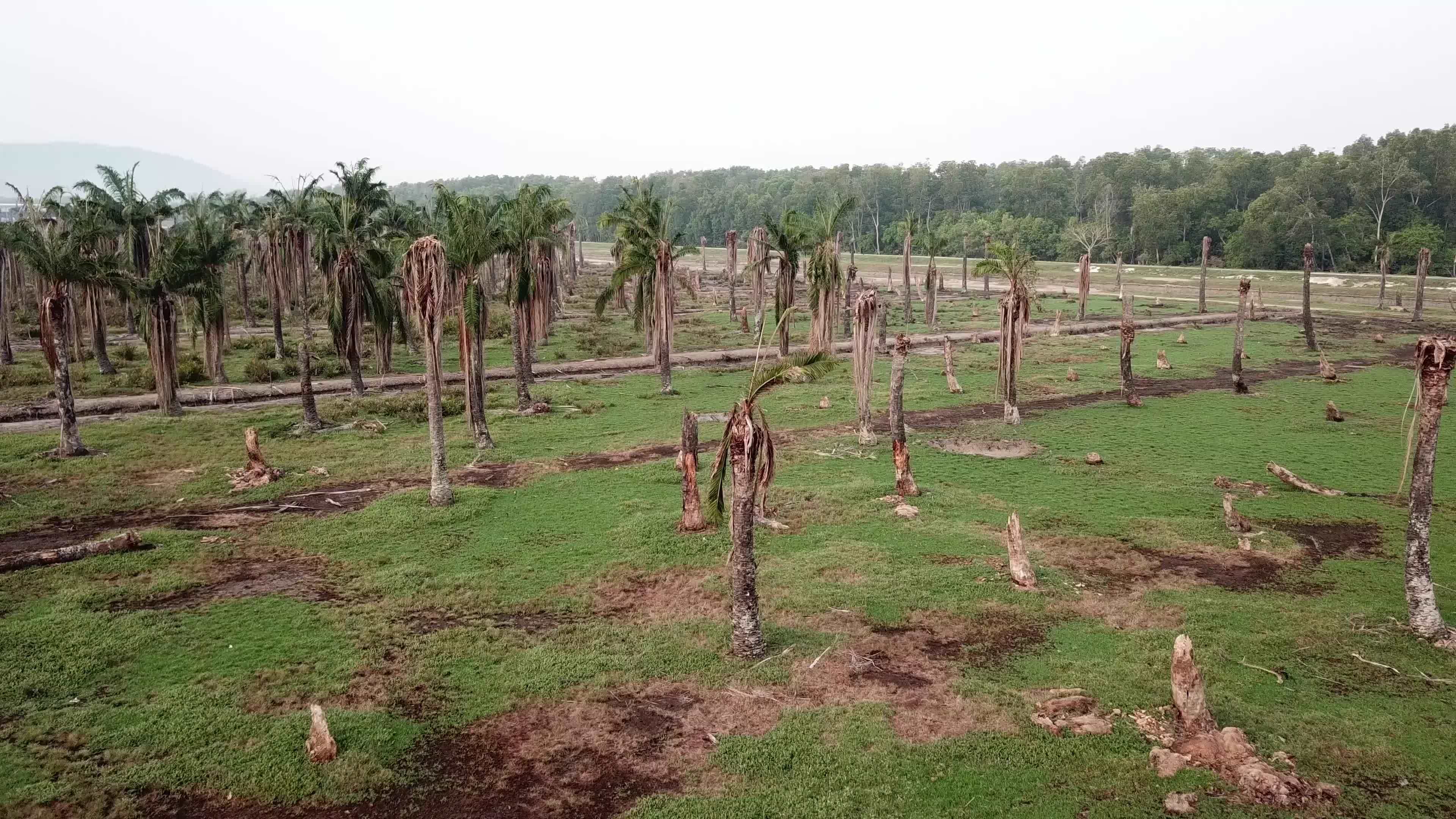 Drying palm trees in the plantation at Penang, Malaysia. 9010913 Stock