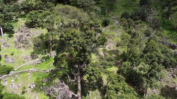 Aerial view look down durian plantation video