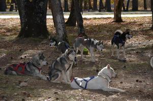 Sled dogs in the forest photo