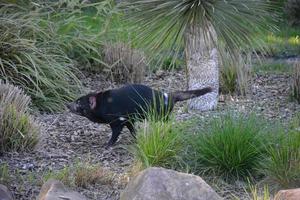 un demonio de tasmania foto