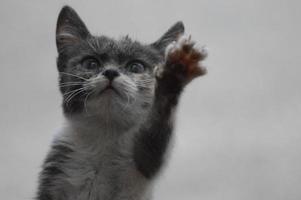 Cat on the window photo