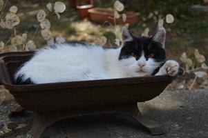 un gato descansa afuera foto