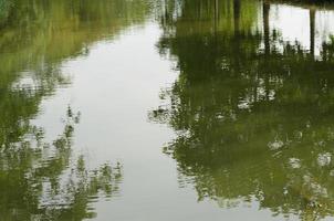 la sombra del árbol se refleja en el agua del estanque para obtener un fondo natural. foto