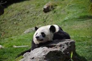 Panda on a rock photo