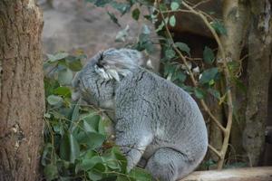 Cute gray koala photo