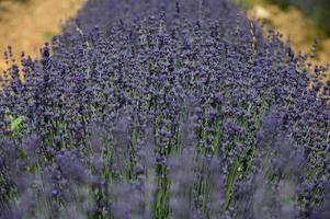 Closeup shot in a lavenders field photo