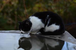 gato bebiendo agua en un charco foto