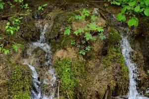 After the rain in the forest photo