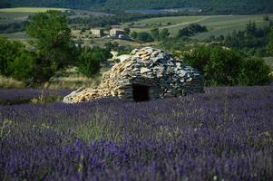 un borie en medio de un campo de lavanda foto