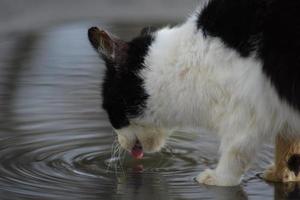 gato bebiendo agua en un charco foto