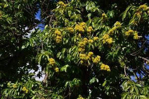 Zoom on a Chestnuts tree in the blue sky photo